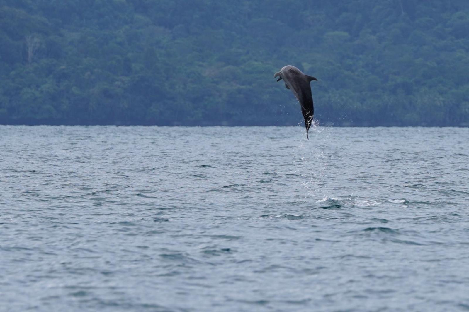 Piedras BlancasDolphin Quest Costa Rica别墅 外观 照片